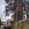 Cesta Aérea com operador.